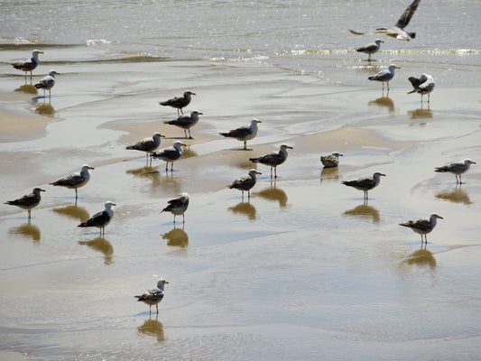 Gaviotas